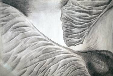 Original Realism Nature Drawings by claudia smalley