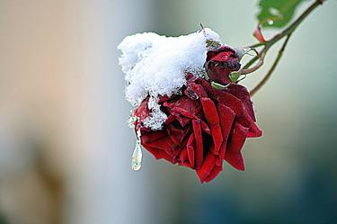 Winter Rose. thumb