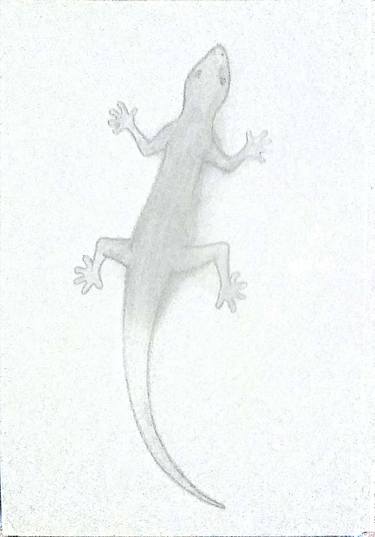 gecko gecko thumb