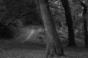 Borthwood Copse Oct 2011 n thumb