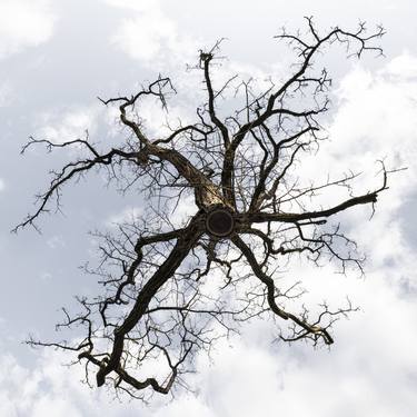 Original Fine Art Tree Photography by Jochen Leisinger