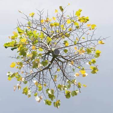 Original Fine Art Tree Photography by Jochen Leisinger