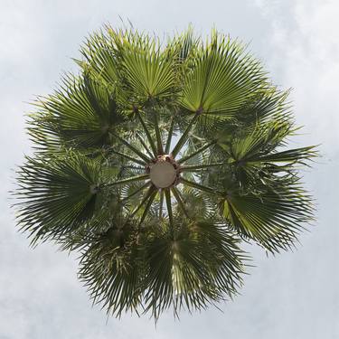 Washingtonia Robusta - Hovering Tree thumb