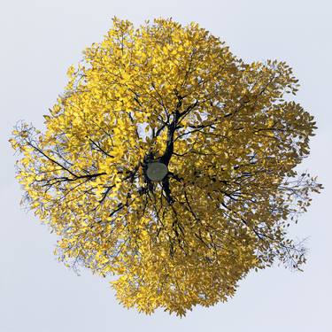 Original Figurative Tree Photography by Jochen Leisinger