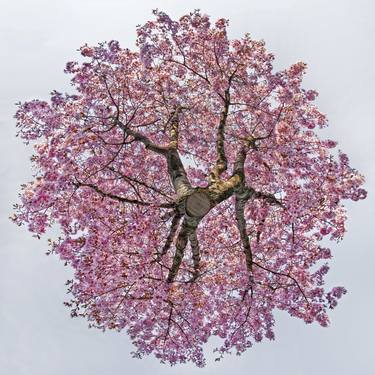 Original Fine Art Tree Photography by Jochen Leisinger