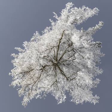 Original Fine Art Tree Photography by Jochen Leisinger