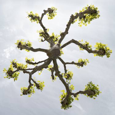 Platanus Acerifolia - Hovering Tree thumb