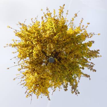 Acer Campestre II - Hovering Tree thumb