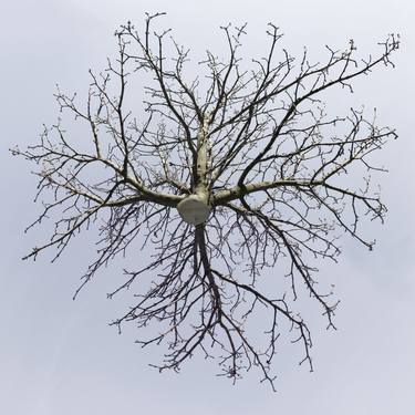 Aesculus Hippocastanum - Hovering Tree thumb