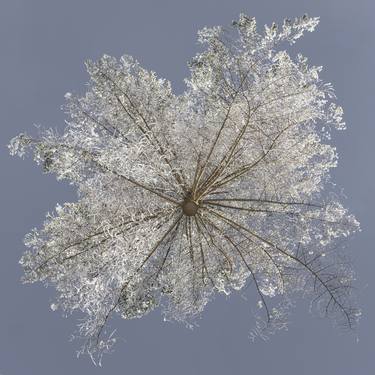 Print of Surrealism Tree Photography by Jochen Leisinger