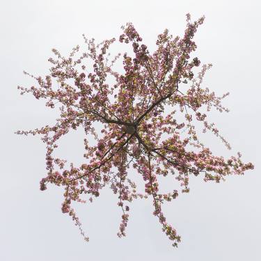 Prunus Yedoensis - Hovering Tree thumb