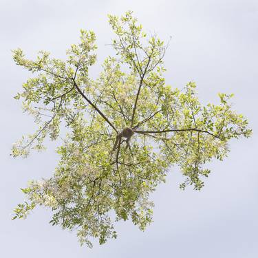 Robinia Pseudoacacia – Hovering Tree thumb