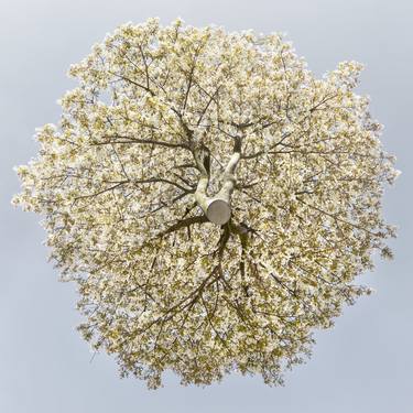 Amelanchier Spring - Hovering Tree thumb