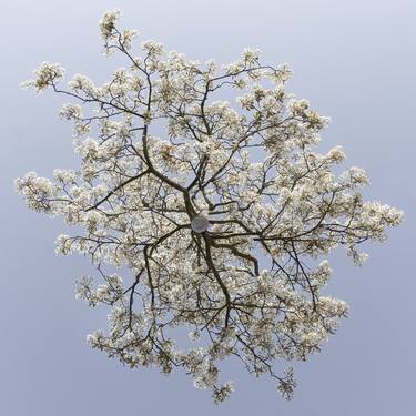 Original Fine Art Tree Photography by Jochen Leisinger