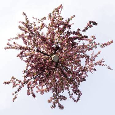 Prunus Yedoensis II – Hovering Tree thumb