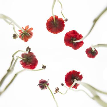 Original Conceptual Floral Photography by Jochen Leisinger