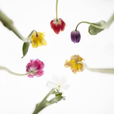 Flowers 3 – Mixed Tulips thumb
