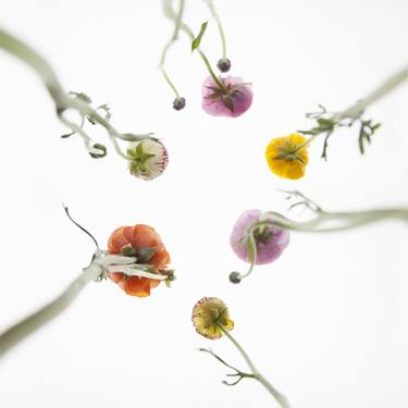 Print of Conceptual Floral Photography by Jochen Leisinger