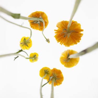Flowers 6 – Ranunculus thumb