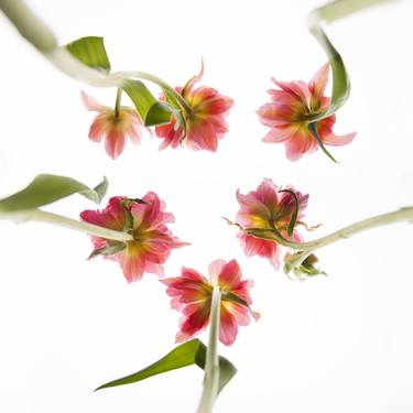 Flowers 7 – Tulips thumb
