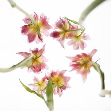 Original Floral Photography by Jochen Leisinger