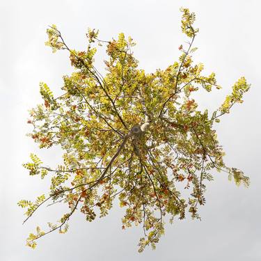 Sorbus Aucuparia – Hovering Tree thumb