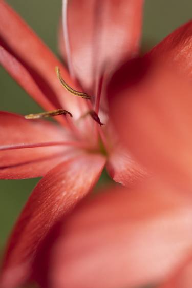 Print of Floral Photography by Jochen Leisinger