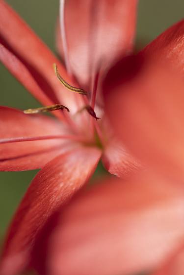 Print of Fine Art Floral Photography by Jochen Leisinger