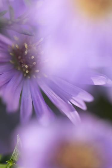 Print of Floral Photography by Jochen Leisinger