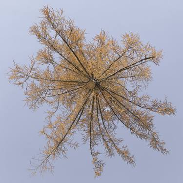 Larix Winter III – Hovering Tree thumb