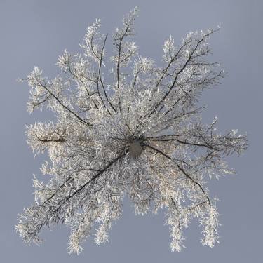 Larix Winter IV – Hovering Tree thumb