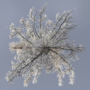 Original Fine Art Tree Photography by Jochen Leisinger