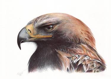 Eastern Imperial Eagle (Realistic Ballpoint Pen Bird Portrait) thumb