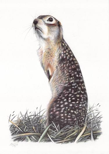 Original Animal Drawings by Daria Maier