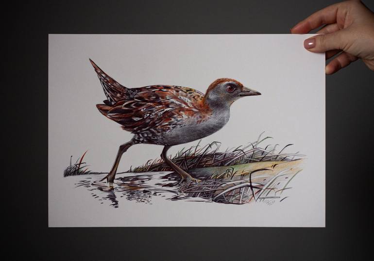 Original Photorealism Animal Drawing by Daria Maier