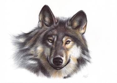 Grey Wolf (Realistic Ballpoint Pen Drawing) thumb