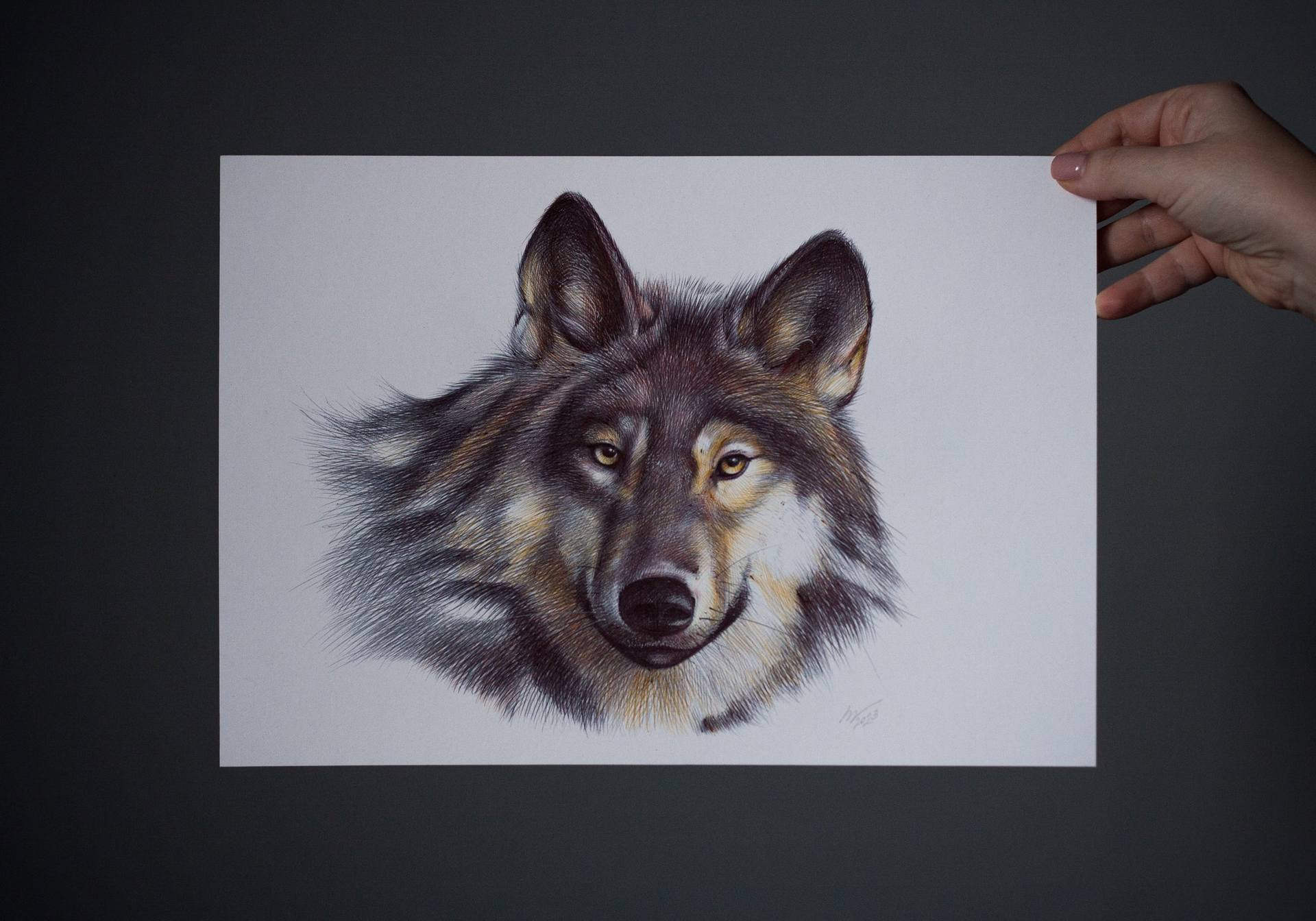 gray wolf drawing colored