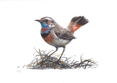 Bluethroat (Realistic Ballpoint Pen Bird Portrait) thumb