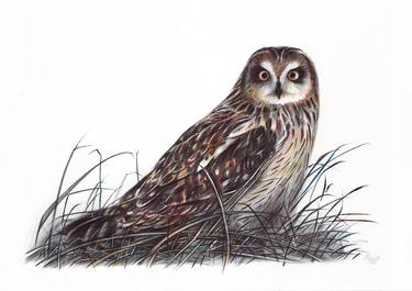 Short-eared Owl (Realistic Ballpoint Pen Bird Portrait) thumb