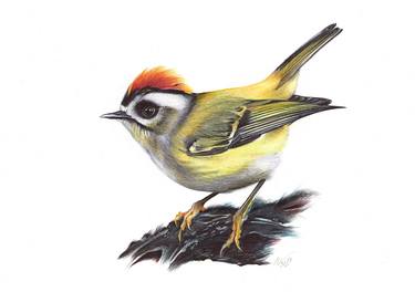 Common Firecrest (Realistic Ballpoint Pen Bird Portrait) thumb