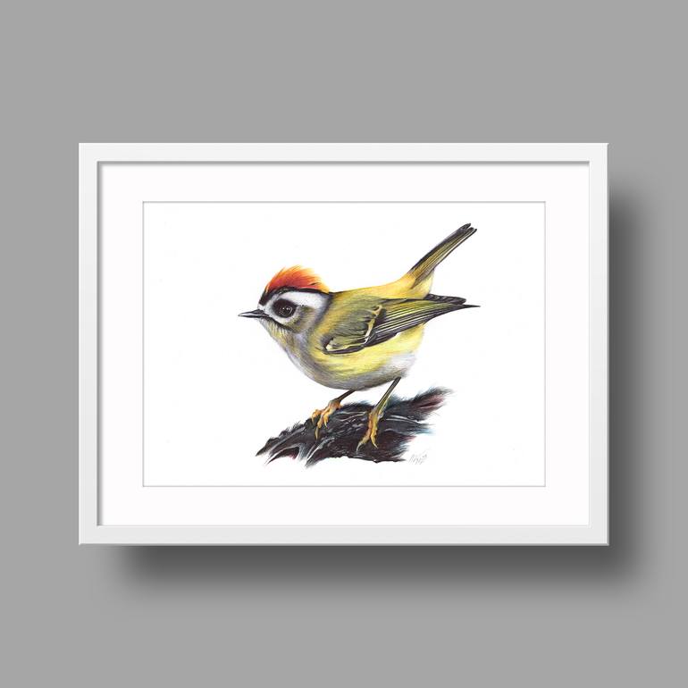 Original Documentary Animal Drawing by Daria Maier