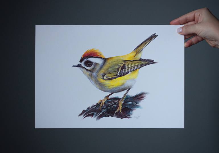 Original Documentary Animal Drawing by Daria Maier