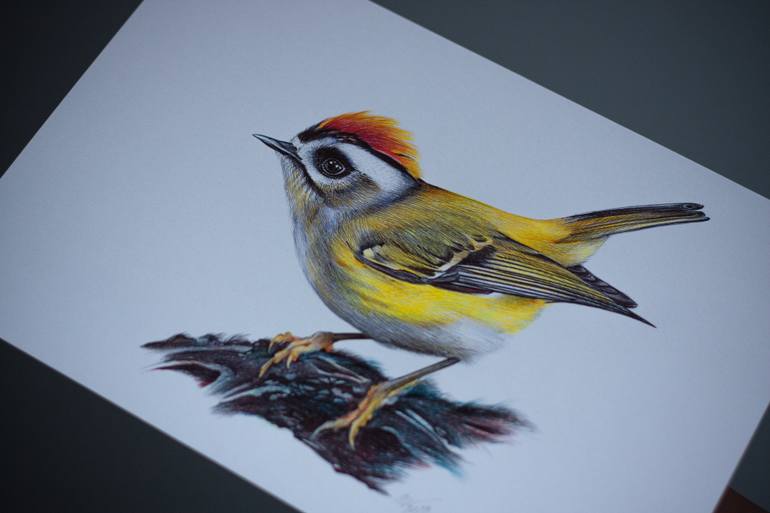 Original Documentary Animal Drawing by Daria Maier