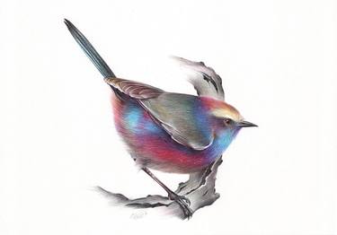 White-browed Tit-warbler (Realistic Ballpoint Pen Bird Portrait) thumb