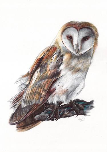 Barn Owl - Bird Portrait (Realistic Ballpoint Pen Drawing) thumb