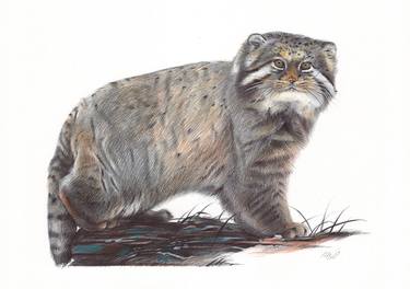 Pallas's Cat (Realistic Ballpoint Pen Drawing) thumb