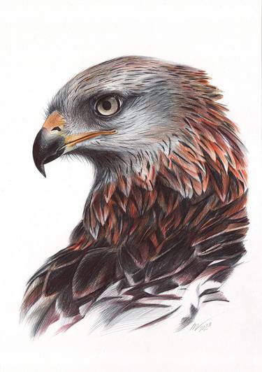 Red Kite (Realistic Ballpoint Pen Bird Portrait) thumb