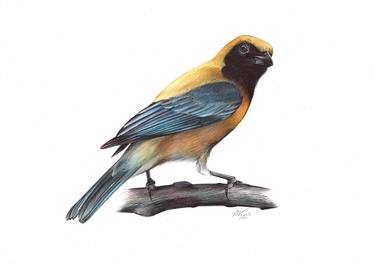 Burnished-buff Tanager (Realistic Ballpoint Pen Drawing) thumb