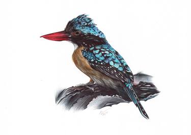 Banded Kingfisher (Realistic Ballpoint Pen Drawing) thumb
