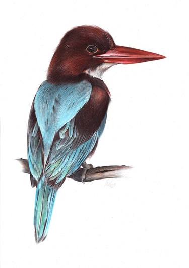 White-throated Kingfisher (Realistic Ballpoint Pen Drawing) thumb